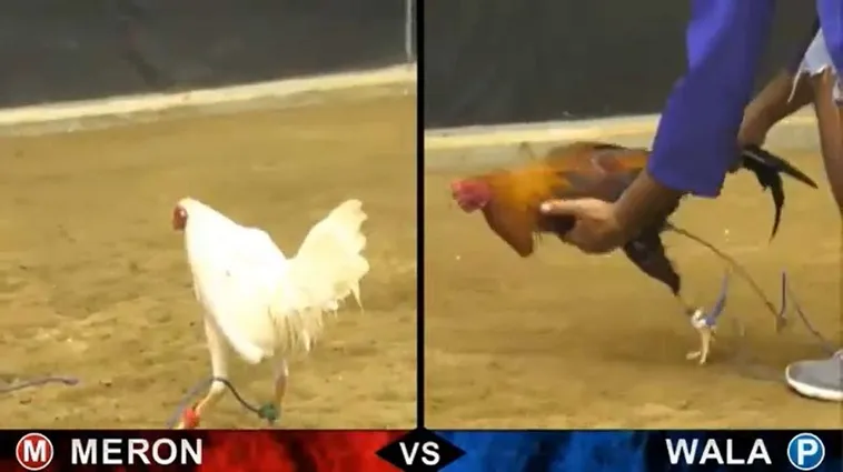 Bí Kíp Cách Chơi Đá Gà Sabong Tại Azbet88 Đỉnh Cao Năm 2025 2 Bí Kíp Cách Chơi Đá Gà Sabong Tại Azbet88 Đỉnh Cao Năm 2025